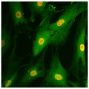 Human fibroblast-like synoviocytes were stained with anti-RelA followed by Goat Anti-Rabbit IgG(H+L), Mouse/Human ads-FITC (SB Cat. No. 4050-02) and DAPI.<br/>Image from Crowley T, O'Neil JD, Adams H, Thomas AM, Filer A, Buckley CD, et al. Priming in response to pro-inflammatory cytokines is a feature of adult synovial but not dermal fibroblasts. Arthritis Res Ther. 2017;19:35. Figure S1<br/>Reproduced under the Creative Commons license https://creativecommons.org/licenses/by/4.0/