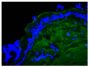 Frozen chicken dermal tissue section was stained with Goat Anti-Type I Collagen-AF488 (SB Cat. No. 1310-30) followed by DAPI.