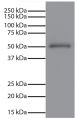Human IgG-UNLB (SB Cat. No. 0150-01) was resolved by electrophoresis, transferred to PVDF membrane, and visualized using Mouse Anti-Human IgG Fc-UNLB (SB Cat. No. 9040-01) followed by Goat Anti-Mouse IgG, Human ads-HRP (SB Cat. No. 1030-05) secondary antibody and chemiluminescent detection.
