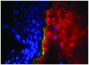 Frozen human skin tissue section was stained with Mouse Anti-Type I Collagen-UNLB (SB Cat. No. 1441-01) and Mouse Anti-Human Type IV Collagen-UNLB (SB Cat. No. 1460-01) followed by Goat Anti-Mouse IgG<sub>2b</sub>, Human ads-BIOT (SB Cat. No. 1090-08), Goat Anti-Mouse IgG<sub>1</sub>, Human ads-AF488 (SB Cat. No. 1070-30), Streptavidin-CY3 (SB Cat. No. 7100-12), and DAPI.