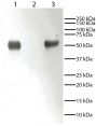 Lane 1 - Rabbit IgG<br/>Lane 2 - Rabbit IgG Light Chains<br/>Lane 3 - Rabbit IgG Heavy Chains<br/>Rabbit immunoglobulins above were resolved by electrophoresis under reducing conditions, transferred to PVDF membrane, and probed with Mouse Anti-Rabbit IgG-HRP (SB Cat. No. 4090-05). Proteins were visualized using chemiluminescent detection.