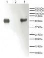 Lane 1 - Rabbit IgG<br/>Lane 2 - Rabbit IgG Light Chains<br/>Lane 3 - Rabbit IgG Heavy Chains<br/>Rabbit immunoglobulins above were resolved by electrophoresis under reducing conditions, transferred to PVDF membrane, and probed with Mouse Anti-Rabbit IgG-HRP (SB Cat. No. 4090-05).  Proteins were visualized using chemiluminescent detection.