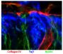 Frozen Itga3-/-/Gpr56-/- E11.5 mouse neocortex section was stained with Goat Anti-Type IV Collagen-UNLB (SB Cat. No. 1340-01), anti-Tuj1, and anti-Nestin followed by secondary antibodies.<br/>Image from Jeong S, Luo R, Singer K, Giera S, Kreidberg J, Kiyozumi D, et al. GPR56 functions together with α3β1 integrin in regulating cerebral cortical development. PLoS One. 2013;8(7):e68781. Figure 4(h)<br/>Reproduced under the Creative Commons Attribution License