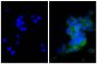Human pancreatic carcinoma cell line MIA PaCa-2 was stained with Mouse Anti-Cytokeratin 18-UNLB (SB Cat. No. 10085-01; right) followed by Goat Anti-Mouse Kappa-FITC (SB Cat. No. 1050-02) and DAPI.
