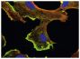 BMH29L cells were stained with anti-β-actin and anti-γ-actin followed by Goat Anti-Mouse IgG<sub>1</sub>, Human ads-FITC (SB Cat. No. 1070-02) and Goat Anti-Mouse IgG<sub>2b</sub>, Human ads-TRITC (SB Cat. No. 1090-03) and DAPI.<br/>Image from Pasquier E, Tuset M, Sinnappan S, Carnell M, Macmillan A, Kavallaris M. γ-Actin plays a key role in endothelial cell motility and neovessel maintenance. Vasc Cell. 2015;7:2. BMC Med Genet. 2017;18:44. Figure 1<br/>Reproduced under the Creative Commons license https://creativecommons.org/licenses/by/4.0/