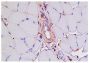 Paraffin embedded mouse adductor muscle day 3 post femoral artery ligation was stained with anti-Mac-3 followed by Goat Anti-Rat IgG(H+L), Mouse ads-BIOT (SB Cat. No. 3050-08), Streptavidin-HRP (SB Cat. No. 7100-05), hematoxylin, and AEC.<br/>Image from van den Borne P, Rygiel TP, Hoogendoorn A, Westerlaken GH, Boon L, Quax PH, et al. The CD200-CD200 receptor inhibitory axis controls arteriogenesis and local T lymphocyte influx. PLoS One. 2014;9(6):e98820. Figure 2(f)<br/>Reproduced under the Creative Commons license https://creativecommons.org/licenses/by/4.0/