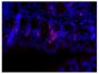 Paraffin embedded mouse small intestine tissue section was blocked with Normal Rabbit Serum (SB Cat. No. 0040-01) and stained with Rat Anti-Mouse IgA-UNLB (SB Cat. No. 1165-01) followed by Rabbit Anti-Rat IgG(H+L), Human ads-BIOT (SB Cat. No. 6185-08), Streptavidin-CY3.5 (SB Cat. No. 7100-24), DAPI, and mounted with Fluoromount-G<sup>®</sup> Anti-Fade (SB Cat. No. 0100-35).