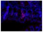 Paraffin embedded mouse small intestine tissue section was blocked with Normal Rabbit Serum (SB Cat. No. 0040-01) and stained with Rat Anti-Mouse IgA-UNLB (SB Cat. No. 1165-01) followed by Rabbit Anti-Rat IgG(H+L), Human ads-BIOT (SB Cat. No. 6185-08), Streptavidin-CY3.5 (SB Cat. No. 7100-24), DAPI, and mounted with Fluoromount-G<sup>®</sup> Anti-Fade (SB Cat. No. 0100-35).