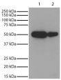 Lane 1 - Jurkat<br/>Lane 2 - NIH 3T3<br/>Total cell lysates were resolved by electrophoresis, transferred to PVDF membrane, and probed with Mouse Anti-GSK-3α-HRP (SB Cat. No. 10910-05). Proteins were visualized using chemiluminescent detection.