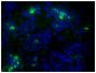 Paraffin embedded BALB/c mouse colon tissue section was stained with Goat Anti-Mouse IgA-AF488 (SB Cat. No. 1040-30) followed by DAPI.