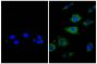 NIH/Swiss mouse fibroblast cell line 3T3 was stained with Rat Anti-β-Actin-UNLB (right) followed by Donkey Anti-Rat IgG(H+L), Mouse SP ads-BIOT (SB Cat. No. 6430-08), Streptavidin-FITC (SB Cat. No. 7100-02), and DAPI.