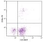 Chicken peripheral blood lymphocytes were stained with Mouse Anti-Chicken CD3-BIOT (SB Cat. No. 8200-08) and Mouse Anti-Chicken CD8α-PE (SB Cat. No. 8220-09) followed by Streptavidin-FITC (SB Cat. No. 7100-02).