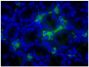 Paraffin embedded BALB/c mouse colon tissue section was stained with Goat Anti-Mouse IgA-UNLB (SB Cat. No. 1040-01) followed by Donkey Anti-Goat IgG(H+L), Mouse/Rat SP ads-FITC (SB Cat. No. 6420-02) and DAPI.