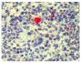 Paraffin embedded mouse spleen section was stained with Goat Anti-Mouse Lambda-BIOT (SB Cat. No. 1060-08) followed by Streptavidin-AP (SB Cat. No. 7100-04), Red AP, and hematoxylin.