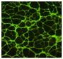 Frozen D-arginine treated Mdx mouse quadricep muscle section was stained with Goat Anti-Type V Collagen-UNLB (SB Cat. No. 1350-01) followed by a secondary antibody.<br/>Image from Wehling-Henricks M, Jordan MC, Gotoh T, Grody WW, Roos KP, Tidball JG. Arginine metabolism by macrophages promotes cardiac and muscle fibrosis in </>mdx</i> muscular dystrophy. PloS One. 2010;5(5):e10763. Figure 7<br/>Reproduced under the Creative Commons Attribution License