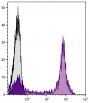 Human peripheral blood lymphocytes were stained with Mouse Anti-Human CD5-UNLB followed by Goat Anti-Mouse IgG<sub>2a</sub>, Human ads-PE (SB Cat. No. 1080-09S).