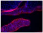 Frozen newborn mouse cartilage section was stained with Goat Anti-Type V Collagen-UNLB (SB Cat. No. 1350-01) followed by Mouse Anti-Goat IgG Fc-AF555 (SB Cat. No. 6158-32) and DAPI.