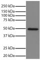 Total cell lysates from Jurkat cells were resolved by electrophoresis, transferred to PVDF membrane, and probed with Mouse Anti-GSK-3α-UNLB (SB Cat. No. 10905-01).  Proteins were visualized using Goat Anti-Mouse IgG, Human ads-HRP (SB Cat. No. 1030-05) secondary antibody and chemiluminescent detection.