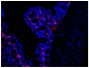 Paraffin embedded BALB/c mouse colon tissue section was stained with Goat Anti-Mouse IgA-AF555 (SB Cat. No. 1040-32) followed by DAPI.