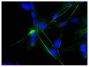 Human astrocytoma cell line CCF-STTG1 was stained with Mouse Anti-Human GFAP-UNLB (SB Cat. No. 12075-01) followed by Rabbit Anti-Mouse IgG(H+L), Human ads-FITC (SB Cat. No. 6175-02) and DAPI.