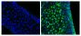 Frozen newborn mouse cartilage sections were blocked with Normal Rabbit Serum (SB Cat. No. 0040-01) and stained with Mouse Anti-Collagen Type II-UNLB (right) followed by Rabbit F(ab')<sub>2</sub> Anti-Mouse IgG(H+L), Human ads-BIOT (SB Cat. No. 6125-08), Streptavidin-FITC (SB Cat. No. 7100-02), DAPI, and mounted with Fluoromount-G<sup>®</sup> Anti-Fade (SB Cat. No. 0100-35).