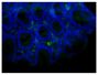 Paraffin embedded mouse small intestine tissue section was blocked with Normal Rabbit Serum (SB Cat. No. 0040-01) and stained with Rat Anti-Mouse IgA-UNLB (SB Cat. No. 1165-01) followed by Rabbit Anti-Rat IgG(H+L), Human ads-BIOT (SB Cat. No. 6185-08), Streptavidin-FITC (SB Cat. No. 7100-02), DAPI, and mounted with Fluoromount-G<sup>®</sup> Anti-Fade (SB Cat. No. 0100-35).