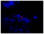 Frozen mouse lymph node section was stained with Goat Anti-Mouse Lambda-TRITC (SB Cat. No. 1060-03) followed by DAPI.