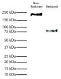 Full length recombinant chimeric human IgE containing an anti-mouse deamidated gluten paratope was resolved by electrophoresis, transferred to nitrocellulose membrane, and visualized using Mouse Anti-Human IgE Fc-HRP (SB Cat. No. 9160-05) secondary antibody and chemiluminescent detection.<br/>Image from Tranquet O, Gaudin JC, Patil S, Steinbrecher J, Matsunaga K, Teshima R, et al. A chimeric IgE that mimics IgE from patients allergic to acid-hydrolyzed wheat proteins is a novel tool for <i>in vitro</i> allergenicity assessment of functionalized glutens. PLoS One. 2017;12(11):e0187415. Figure 4<br/>Reproduced under the Creative Commons license https://creativecommons.org/publicdomain/zero/1.0/