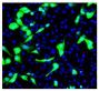 MDCK cells infected with the influenza A (H1N1) virus were stained with Mouse Anti-Influenza A, Nucleoprotein-UNLB (SB Cat. No. 10780-01) followed by a secondary antibody and DAPI.<br/>Image from Shoji M, Woo S, Masuda A, Win NN, Ngwe H, Takahashi E, et al. Anti-influenza virus activity of extracts from the stems of <i>Jatropha multifida</i> Linn. collected in Myanmar. BMC Complement Altern Med. 2017;17:96. Figure 3(a)<br/>Reproduced under the Creative Commons license https://creativecommons.org/licenses/by/4.0/