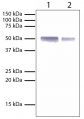 Lane 1 - 1 mg Rabbit IgG<br/>Lane 2 - 0.5 mg Rabbit IgG<br/>Rabbit IgG (SB Cat. No. 0111-01) was resolved by electrophoresis under reducing conditions, transferred to PVDF membrane, and probed with Mouse Anti-Rabbit IgG-AP (SB Cat. No. 4090-04). Proteins were visualized using BCIP/NBT One Component Membrane Substrate (Blue), Solution (SB Cat. No. 0430-01).