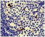 Paraffin embedded BALB/c mouse lymph node tissue section was stained with Goat Anti-Mouse IgA-HRP (SB Cat. No. 1040-05) followed by hematoxylin and DAB.