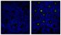Frozen mouse intestine section was stained with Rat IgG<sub>1</sub>-UNLB isotype control (SB Cat. No. 0116-01; left) and Rat Anti-Mouse IgA-UNLB (SB Cat. No. 1165-01; right) followed by Mouse Anti-Rat IgG<sub>1</sub>-FITC (SB Cat. No. 3060-02) and DAPI.