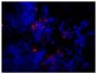 Frozen mouse lymph node section was stained with Goat Anti-Mouse IgM, Human ads-TRITC (SB Cat. No. 1020-03) followed by DAPI.