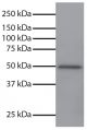 Total cell lysates from Jurkat cells were resolved by electrophoresis, transferred to PVDF membrane, and probed with Mouse Anti-GSK-3α-UNLB (SB Cat. No. 10900-01). Proteins were visualized using Goat Anti-Mouse IgG, Human ads-HRP (SB Cat. No. 1030-05) secondary antibody and chemiluminescent detection.