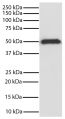 GSK3β was immunoprecipitated from total cell lysates from Jurkat cells with Mouse Anti-GSK-3β-SEPH (SB Cat. No. 10915-25). Immunoprecipitate was resolved by electrophoresis, transferred to PVDF membrane, and probed with Mouse Anti-GSK-3β-HRP (SB Cat. No. 10920-05). Proteins were visualized using chemiluminescent detection.