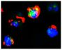 GFP+ hFCMR-transfected cells were stained with Goat F(ab')<sub>2</sub> Anti-Human IgM-PE (SB Cat. No. 2022-09) followed by DAPI.<br/>Image from Lloyd KA, Wang J, Urban BC, Czajkowsky DM, Pleass RJ. Glycan-independent binding and internalization of human IgM to FCMR, its cognate cellular receptor. Sci Rep. 2017;7:42989. Figure 2(c)<br/>Reproduced under the Creative Commons license https://creativecommons.org/licenses/by/4.0/