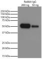 Rabbit IgG-UNLB (SB Cat. No. 0111-01) was resolved by electrophoresis, transferred to PVDF membrane, and visualized using Goat Anti-Rabbit IgG-HRP (SB Cat. No. 4030-05) secondary antibody and chemiluminescent detection.