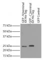 CHO-K1 cell lysates transfected with GFP - 6X His-tag were resolved by electrophoresis, transferred to PVDF membrane, and probed with Mouse Anti-His-Tag-BIOT (SB Cat. No. 4603-08) followed by Streptavidin-HRP (SB Cat. No. 7100-05) and chemiluminescent detection.