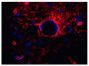 Paraffin embedded rat brain section was stained with anti-AQP4 followed by Goat Anti-Rabbit IgG(H+L), Mouse/Human ads-TXRD (SB Cat. No. 4050-07) and DAPI.<br/>Image from Skjolding AD, Rowland IJ, Søgaard LV, Praetorius J, Penkowa M, Juhler M. Hydrocephalus induces dynamic spatiotemporal regulation of aquaporin-4 expression in the rat brain. Cerebrospinal Fluid Res. 2010;7:20. Figure 8(m)<br/>Reproduced under the Creative Commons license https://creativecommons.org/licenses/by/2.0/