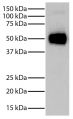 Rabbit IgG-UNLB (SB Cat. No. 0111-01) was resolved by electrophoresis under reducing conditions, transferred to PVDF membrane, and probed with Goat Anti-Rabbit IgG-BIOT (SB Cat. No. 4030-08) followed by Streptavidin-HRP (SB Cat. No. 7105-05) and chemiluminescent detection.