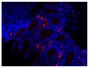 Paraffin embedded mouse small intestine tissue section was blocked with Normal Rabbit Serum (SB Cat. No. 0040-01) and stained with Goat Anti-Mouse IgA-UNLB (SB Cat. No. 1040-01) followed by Rabbit Anti-Goat IgG(H+L), Human SP ads-BIOT (SB Cat. No. 6164-08), Streptavidin-CY3.5 (SB Cat. No. 7100-24), DAPI, and mounted with Fluoromount-G<sup>®</sup> Anti-Fade (SB Cat. No. 0100-35).