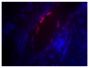 Frozen human skin tissue section was stained with Mouse Anti-Fibrillin-1-BIOT (SB Cat. No. 1405-08) followed by Streptavidin-CY3.5 (SB Cat. No. 7100-24) and DAPI.