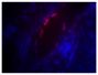 Frozen human skin tissue section was stained with Mouse Anti-Fibrillin-1-BIOT (SB Cat. No. 1405-08) followed by Streptavidin-CY3.5 (SB Cat. No. 7100-24) and DAPI.