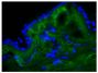 Frozen chicken dermal tissue section was stained with Goat Anti-Type I Collagen-FITC (SB Cat. No. 1310-02) followed by DAPI.