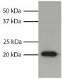 Total cell lysates from HL60 cells were resolved by electrophoresis, transferred to PVDF membrane, and probed with Mouse Anti-Human Bax-UNLB (SB Cat. No. 10055-01). Proteins were visualized using Goat Anti-Mouse IgG<sub>1</sub>, Human ads-HRP (SB Cat. No. 1070-05) secondary antibody and chemiluminescent detection.