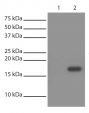 His-tagged recombinant protein was immunoprecipitated from E. coli cell lysate with Mouse Anti-His-Tag-SEPH (SB Cat. No. 4603-25; Lane 2) and BSA linked to agarose beads (Lane 1).  Lysate was resolved by electrophoresis, transferred to PVDF membrane, and probed with Mouse Anti-His-Tag-HRP (SB Cat. No. 4603-05).  Protein was visualized using chemiluminescent detection.
