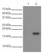 His-tagged recombinant protein was immunoprecipitated from E. coli cell lysate with Mouse Anti-His-Tag-SEPH (SB Cat. No. 4603-25; Lane 2) and BSA linked to agarose beads (Lane 1). Lysate was resolved by electrophoresis, transferred to PVDF membrane, and probed with Mouse Anti-His-Tag-HRP (SB Cat. No. 4603-05). Protein was visualized using chemiluminescent detection.
