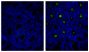 Frozen mouse intestine section was stained with Rat IgG<sub>1</sub>-UNLB isotype control (SB Cat. No. 0116-01; left) and Rat Anti-Mouse IgA-UNLB (SB Cat. No. 1165-01; right) followed by Mouse Anti-Rat IgG<sub>1</sub>-FITC (SB Cat. No. 3060-02) and DAPI.