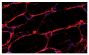 Frozen rat gastrocnemic muscle section was stained with Goat Anti-Rat IgG-BIOT (SB Cat. No. 3030-08) followed by a CY3 secondary reagent and DAPI.<br/>Image from Duehrkop C, Banz Y, Spirig R, Miescher S, Nolte MW, Spycher M, et al. C1 esterase inhibitor reduces lower extremity ischemia/reperfusion injury and associated lung damage. PLoS One. 2013;8(8):e72059. Figure 2(b)<br/>Reproduced under the Creative Commons Attribution License