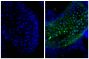 Frozen newborn mouse cartilage section was stained with Goat Anti-Type II Collagen-UNLB (SB Cat. No. 1320-01; right) followed by Donkey Anti-Goat IgG(H+L), Mouse/Rat SP ads-BIOT (SB Cat. No. 6420-08), Streptavidin-FITC (SB Cat. No. 7100-02), and DAPI.